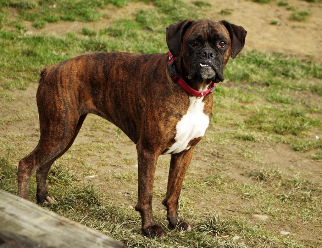 boxer