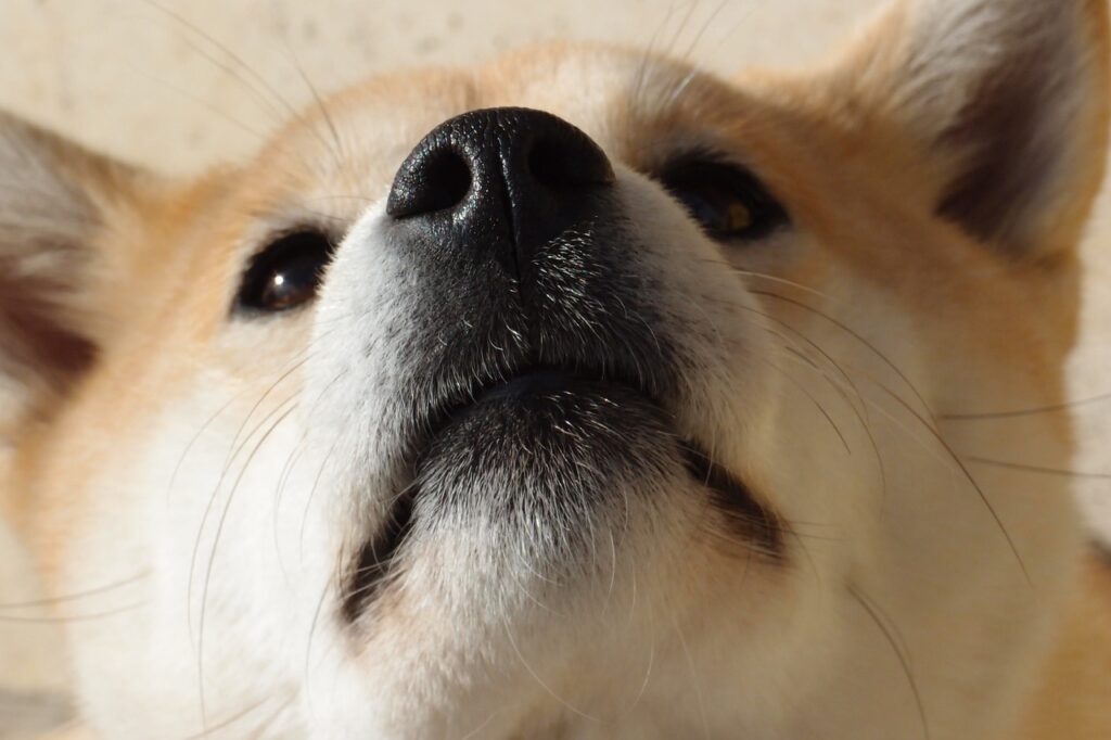 shiba inu