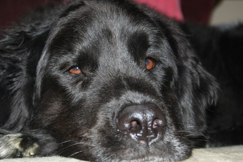 newfoundland dog