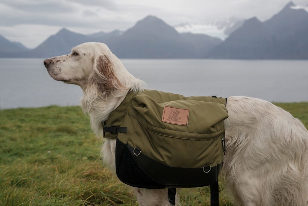 English setter