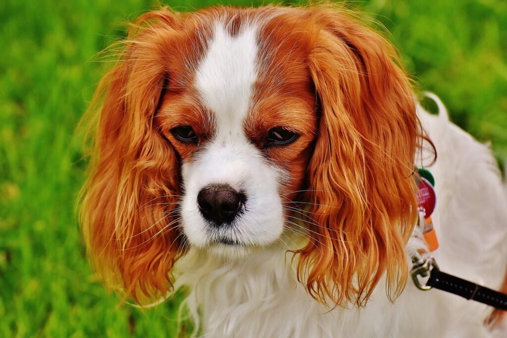 cavalier-king-charles-spaniel