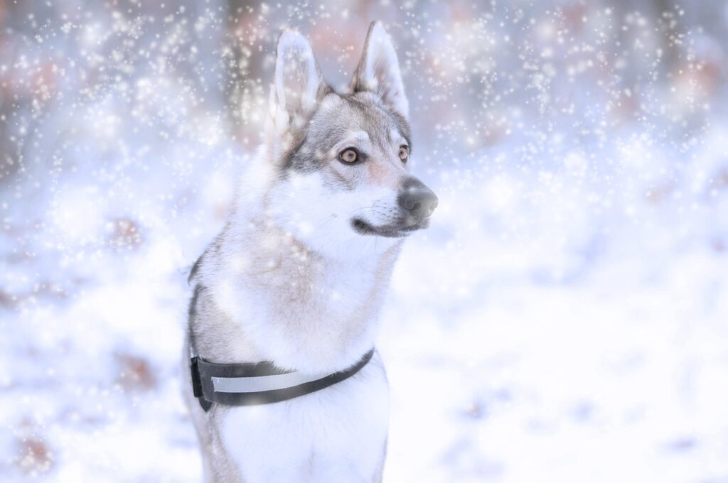 wolfdog