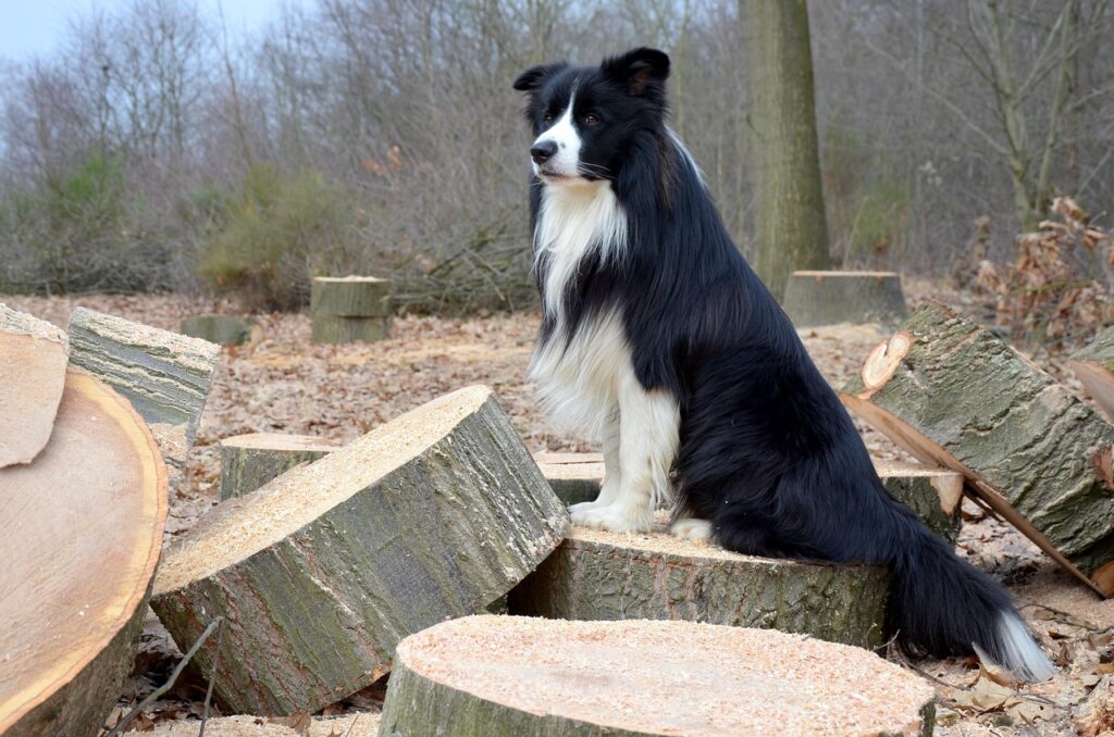 border collie