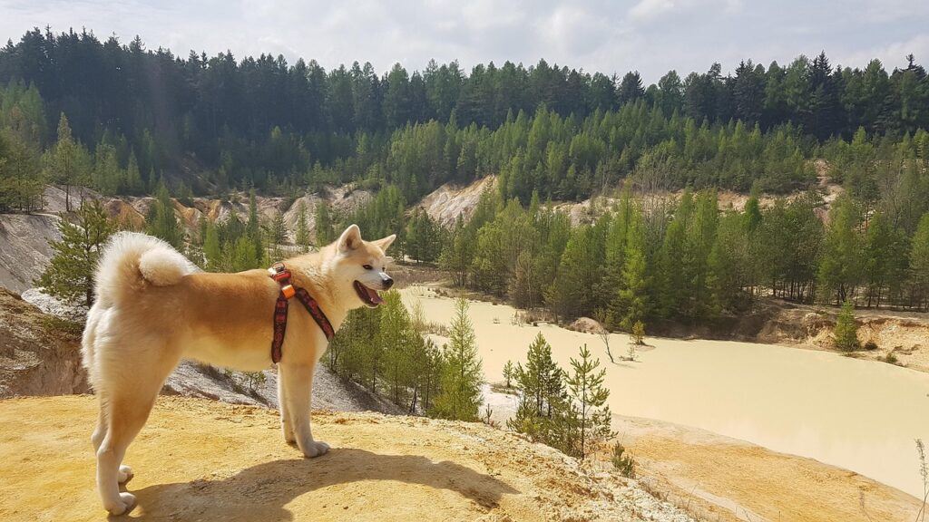akita
