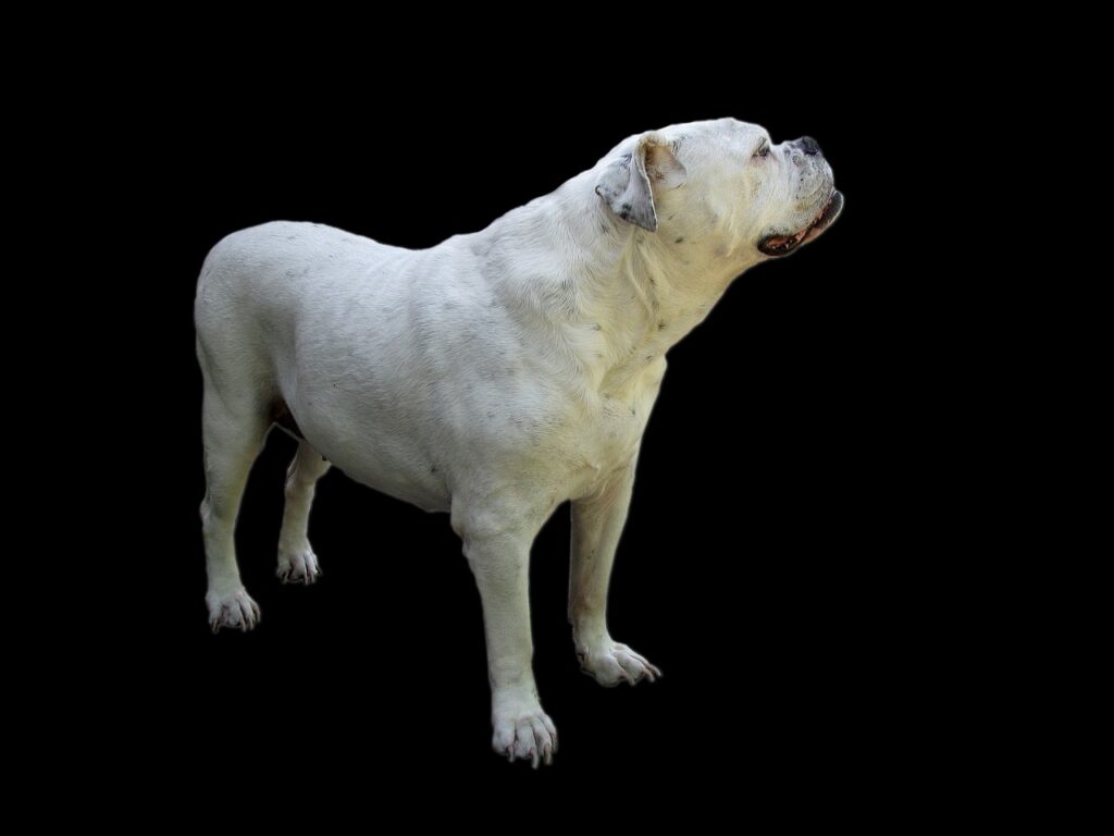bulldog