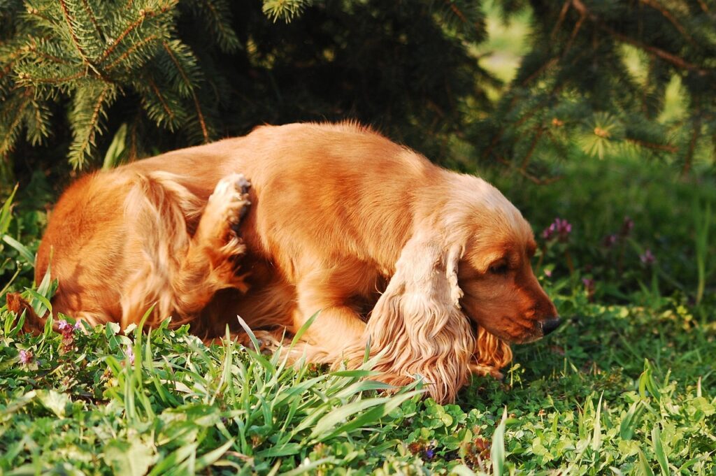 cocker spaniel