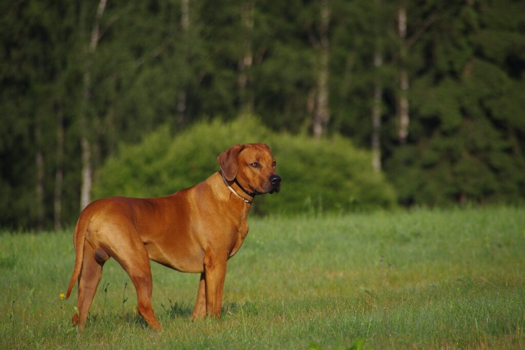 -ridgeback-rhodesian