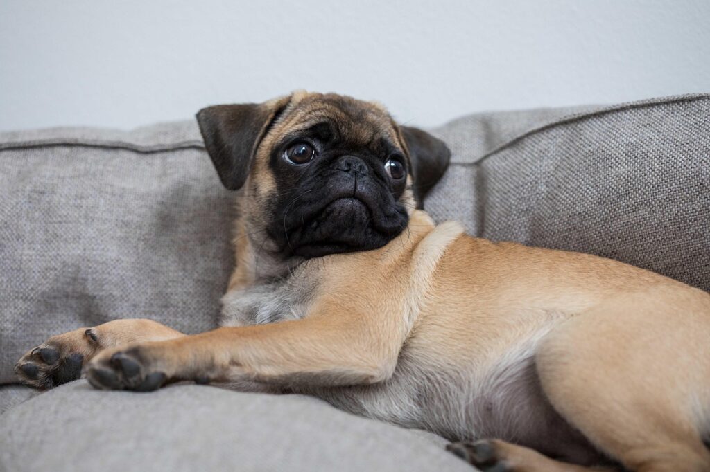 pug on a couch