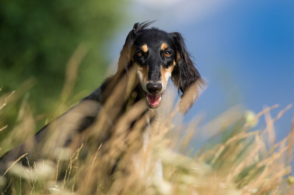 saluki