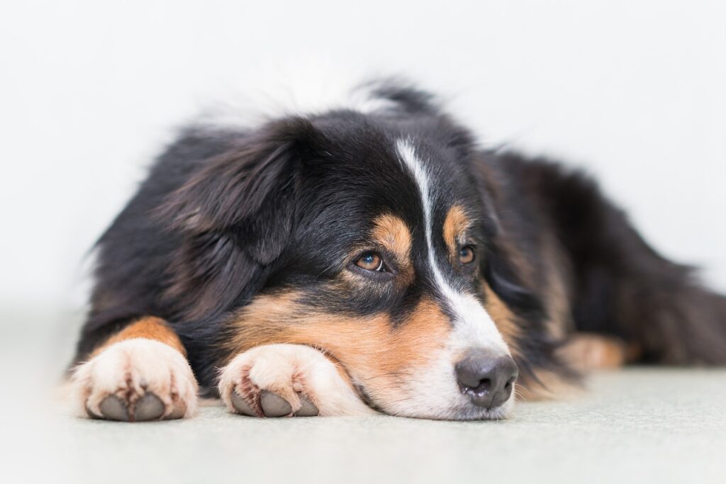 australian shepherd