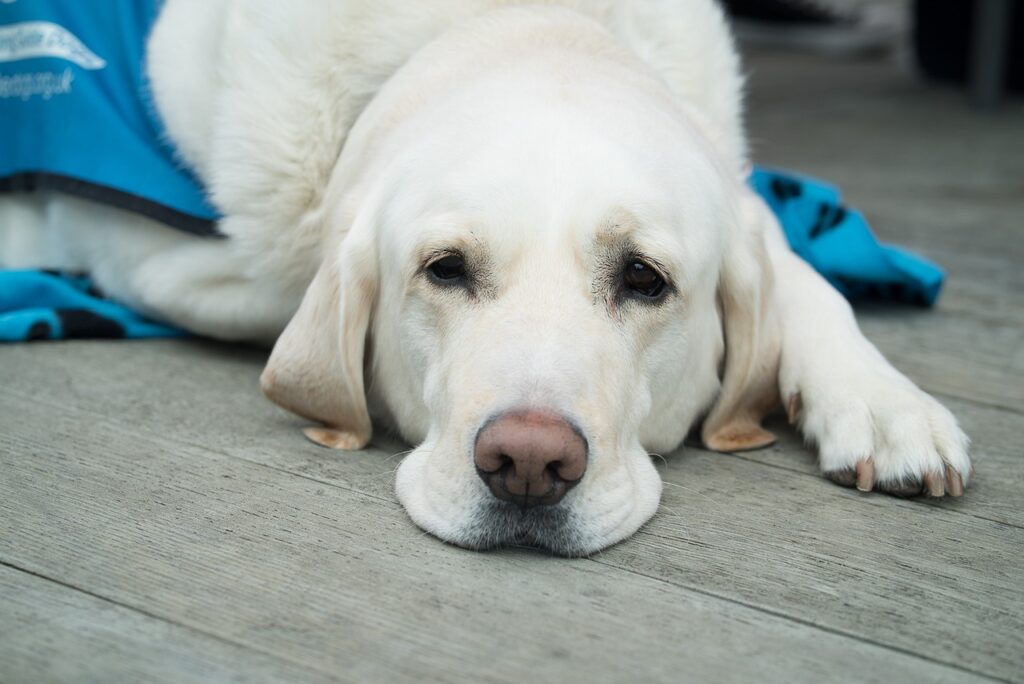 dog tired