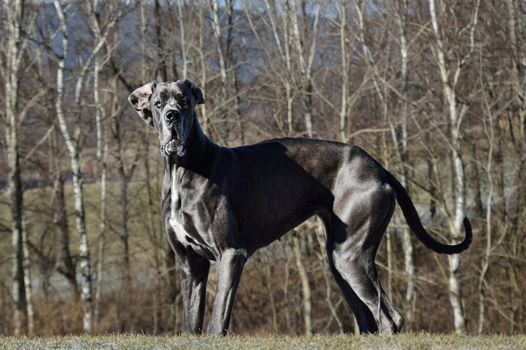 great dane dog