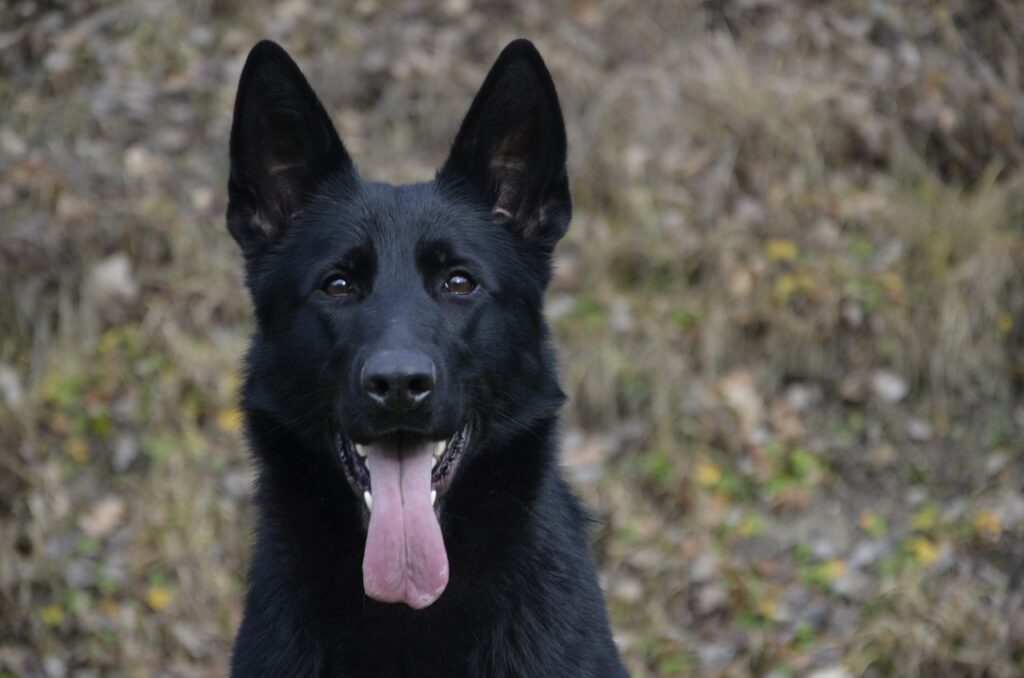 german-shepherd-
