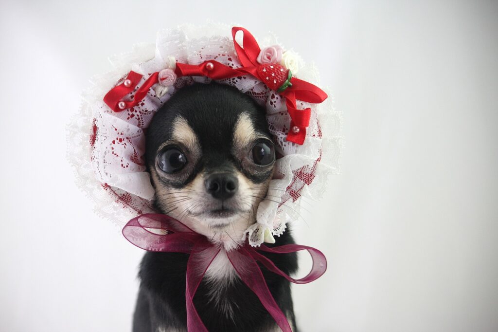 Chihuahua