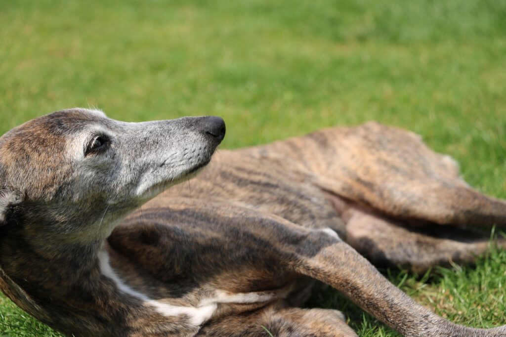 whippet