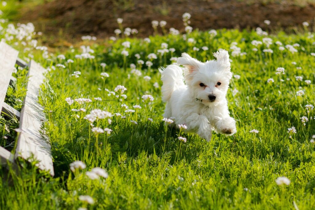 Maltese dog running in a field