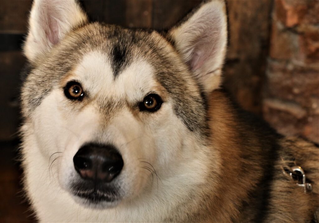 tamaskan