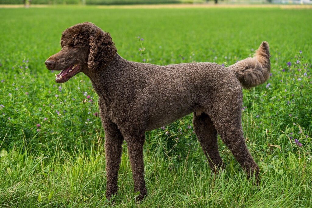 standard poodle