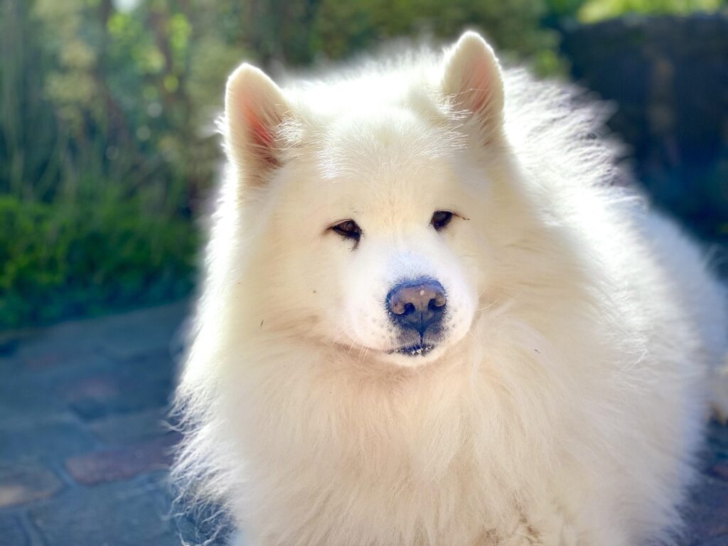 samoyed