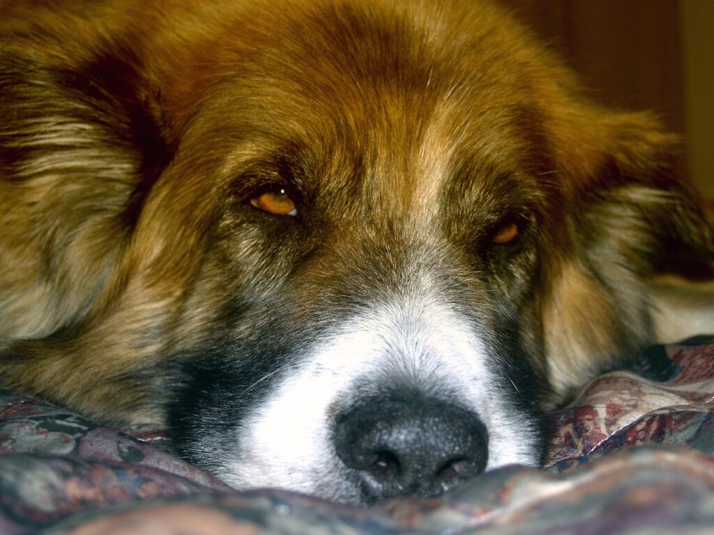 canine-pet-saint-bernard-puppy