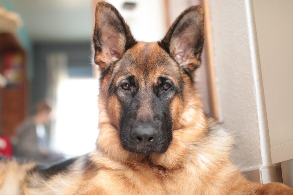 german shepherd