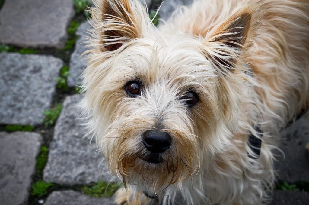 cairn terrier 