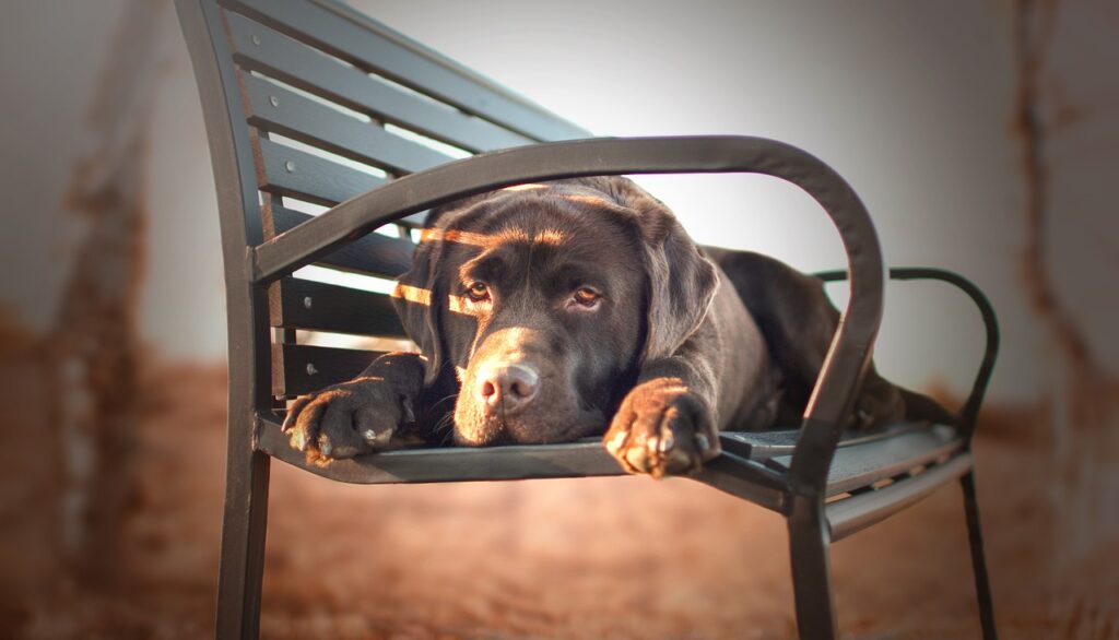 labrador retriever on a bench