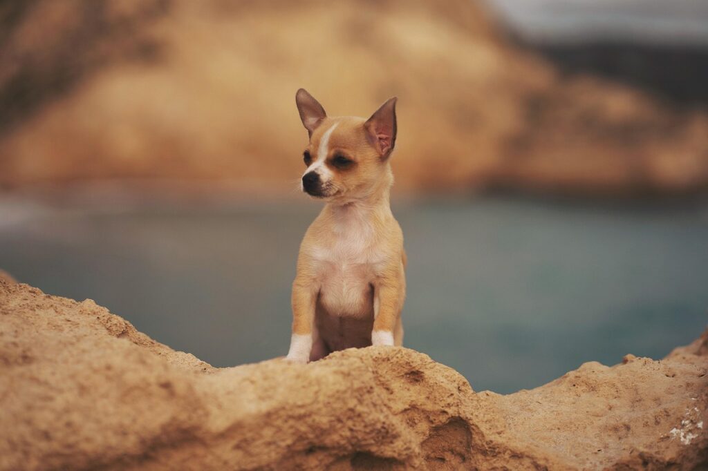 chihuahua