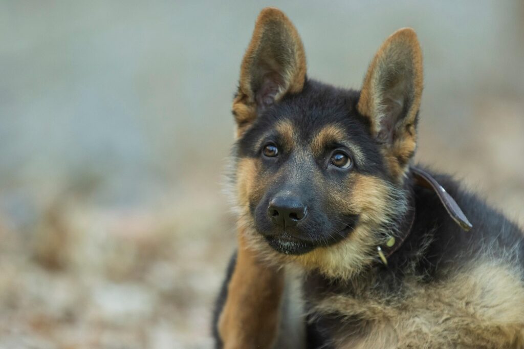german shepherd