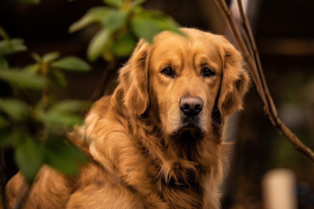 Golden retriever