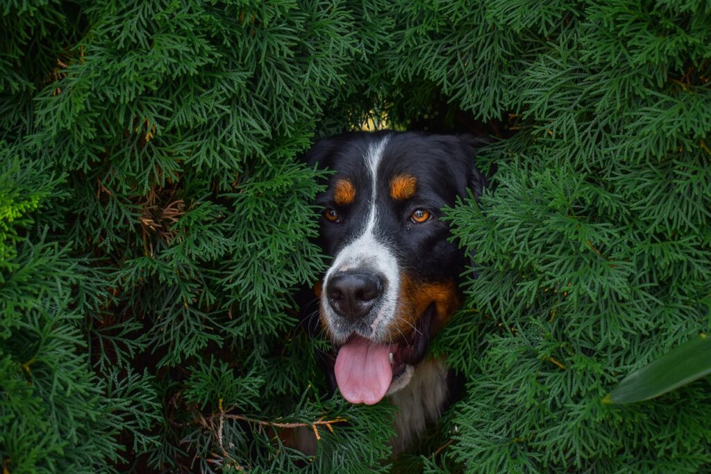 -bernese-mountain-dog