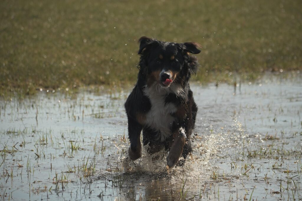 Australian Shepherd