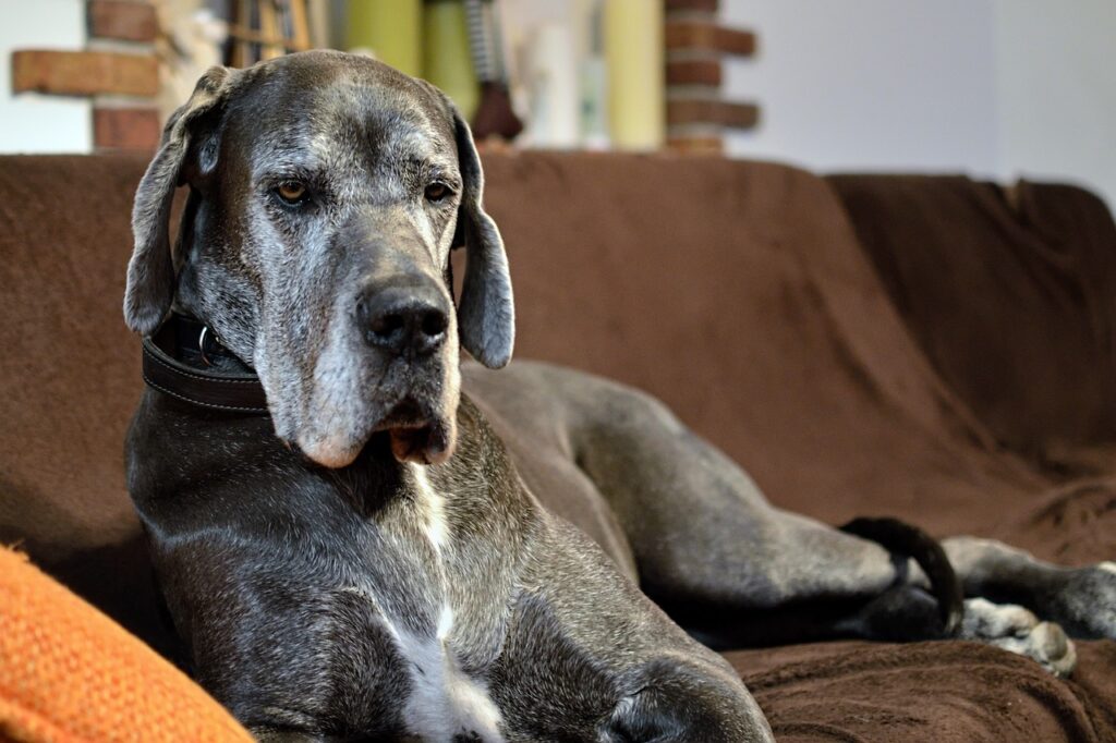 great dane dog