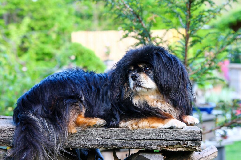 tibetian spaniel