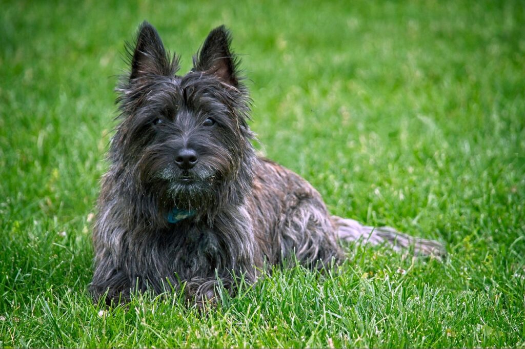cairn terrier