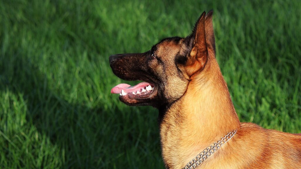 Belgian Malinois