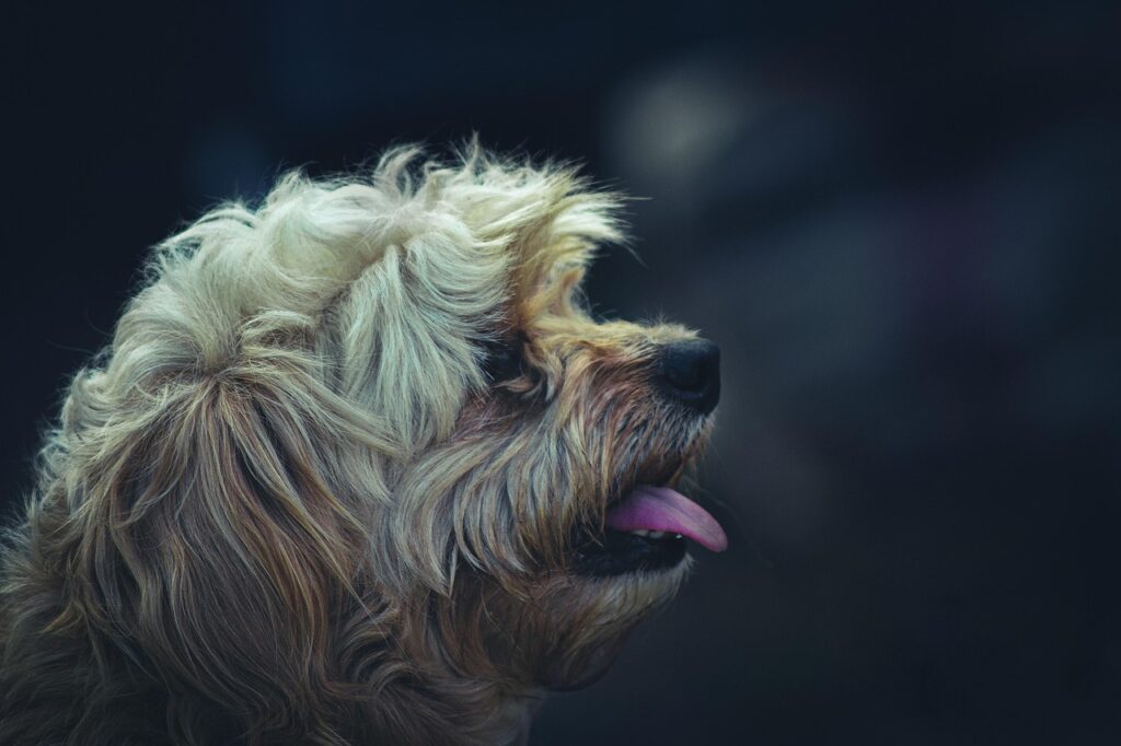 bichon frise