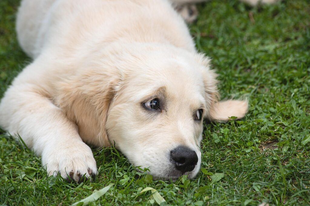 golden retriever lying on grass