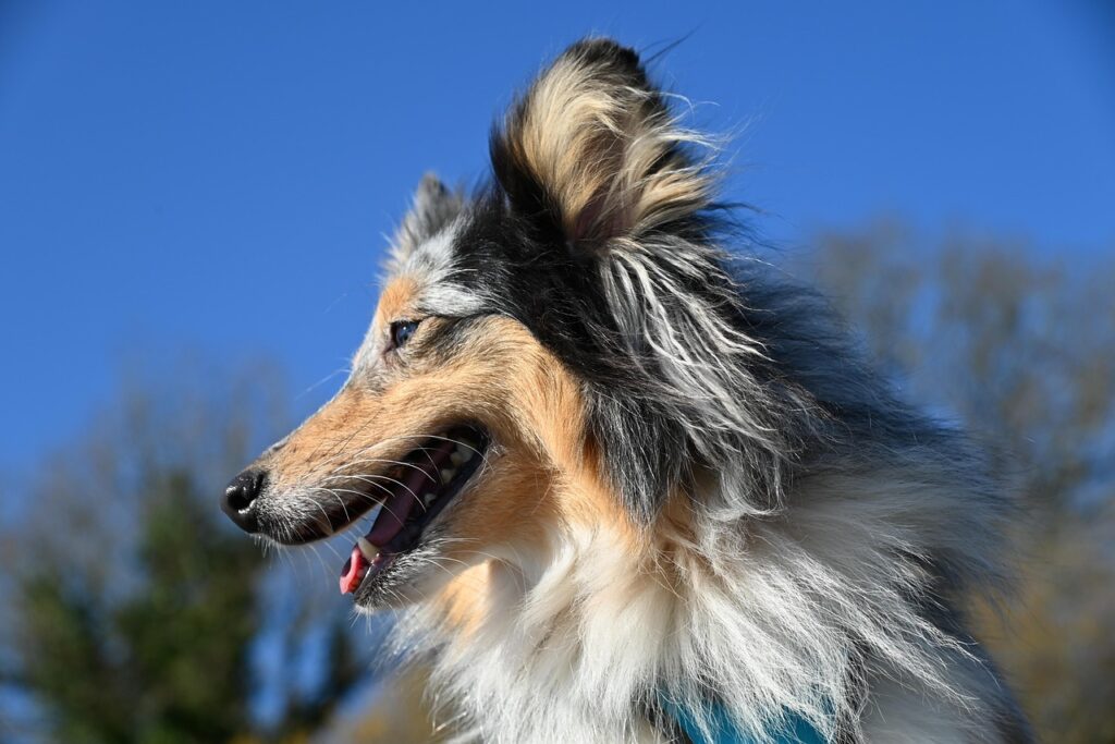 shetland sheepdog