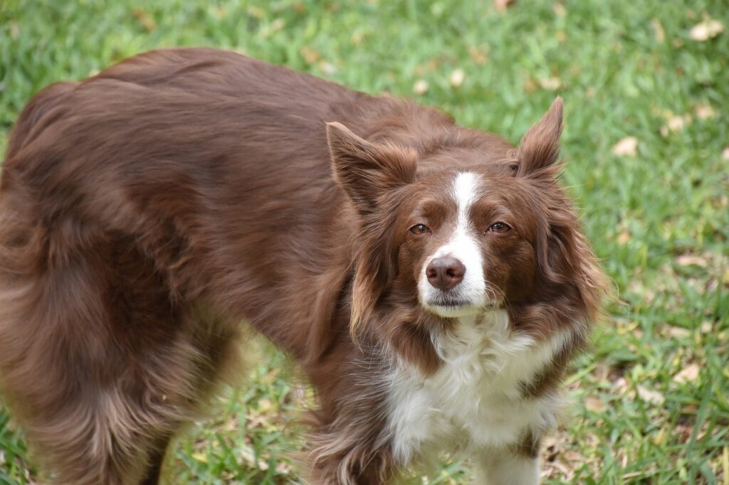 border collie frowning