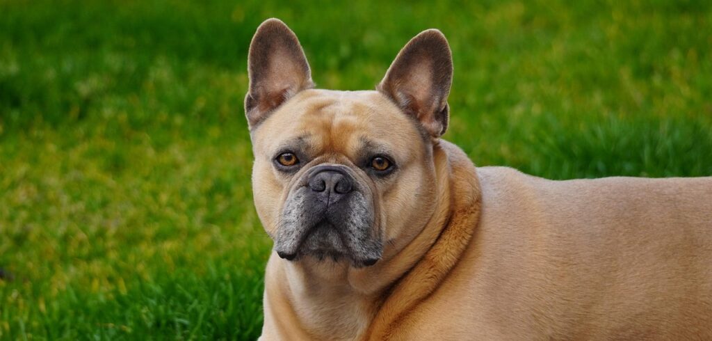 french bulldog
