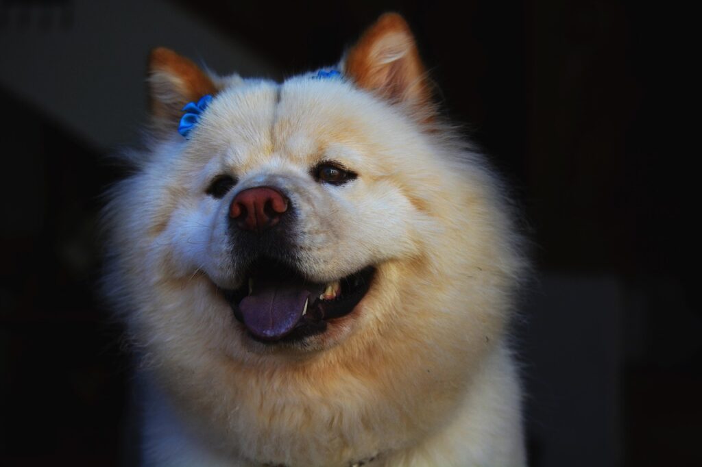 chow chow