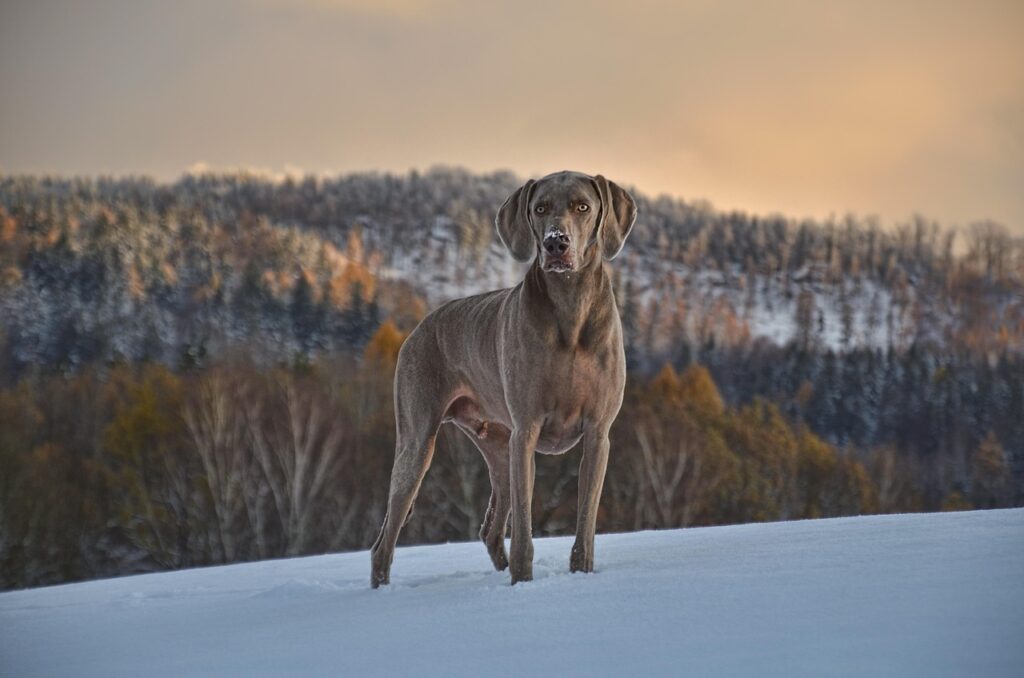Weimaraner on snow