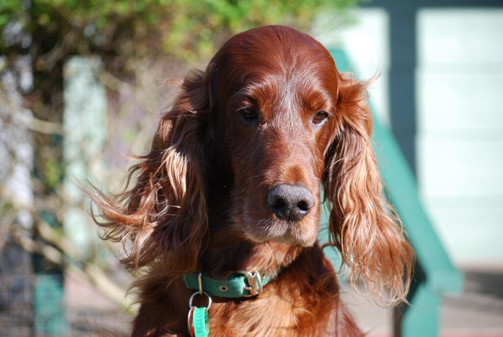 irish setter