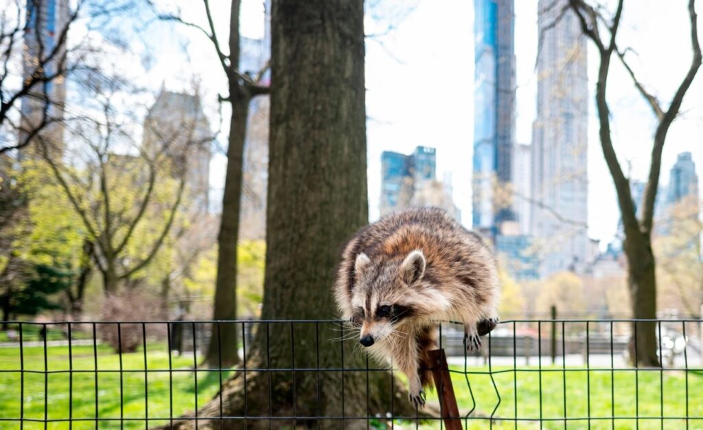 Raccoon jumping over a fence in Central Park, New York.