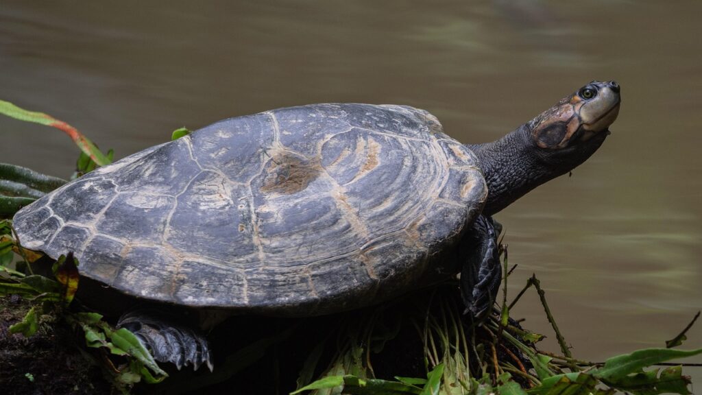 ecuador-water-turtle-tortoise-tank