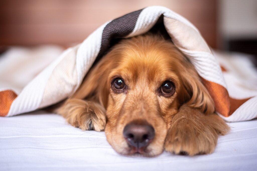 Dog sad