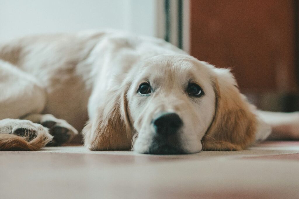 Golden retriever lying sadly 