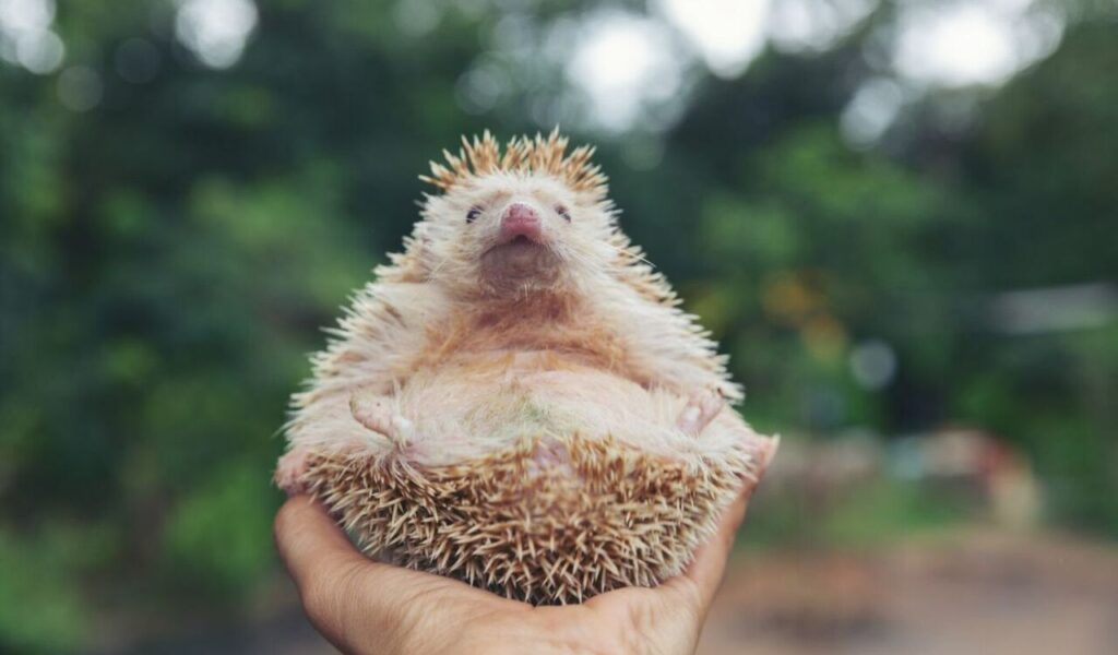 European hedgehog on hands in the natural garden habitat.
