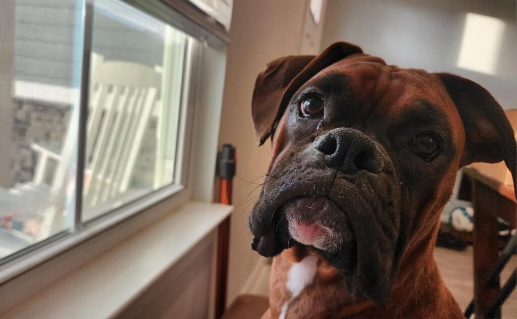 Boxer Dog